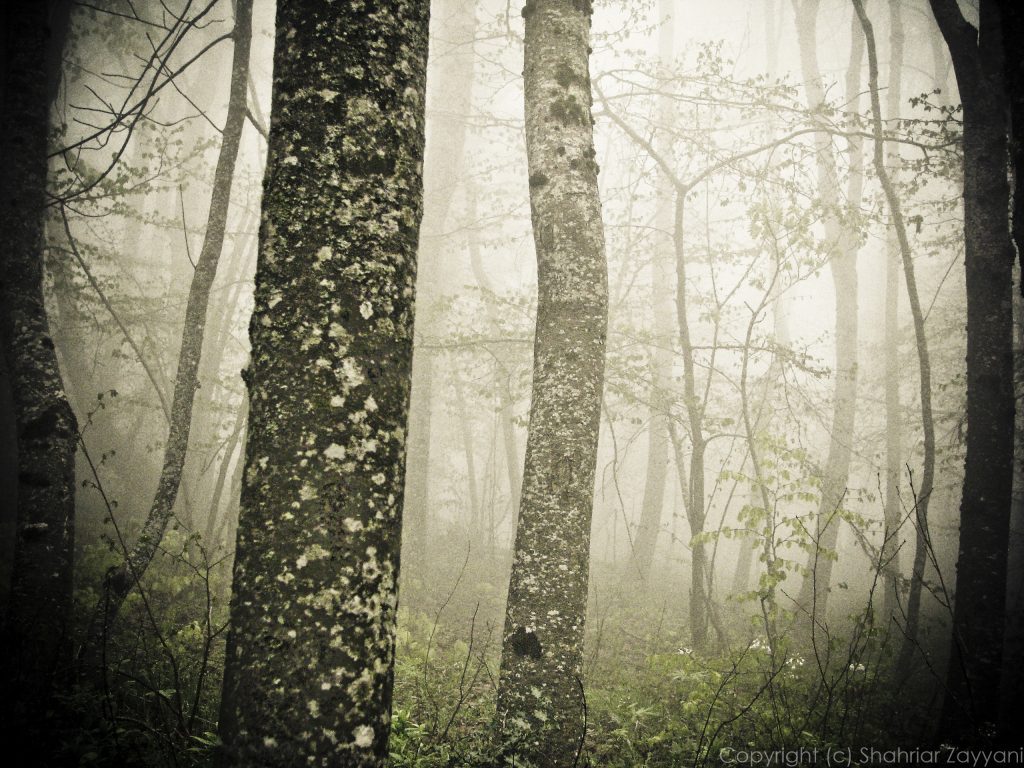 Mont Salève, Geneva, Switzerland|| f2.7 || 1/800 || ISO400 || 6 mm || Canon Powershot S5 || 2010 || by Shahriar ZAYYANI