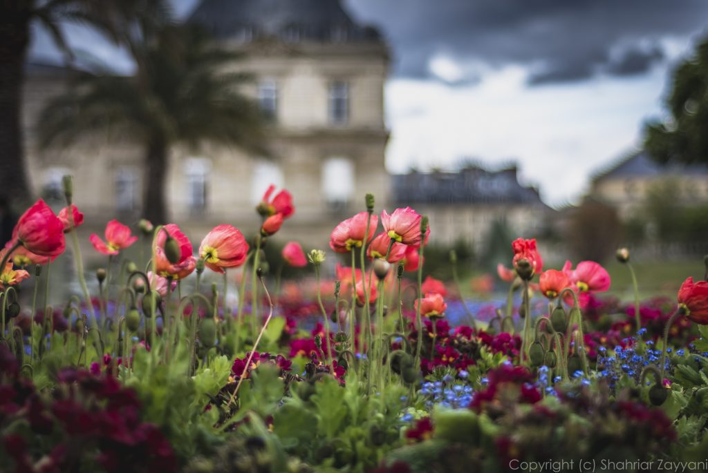 Jardin de Luxembourg, Paris || f1.8 || 1/1250 s || ISO100 || 50.0 mm || NIKON D7200 || Shahriar ZAYYANI