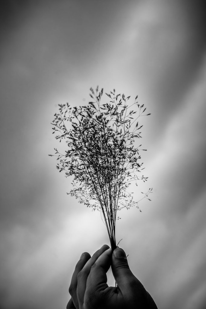 Wheat field in Choue, France || f11 || 1/125 || ISO100 || 55 mm || Nikon D7200 || 2020 || Shahriar Zayyani