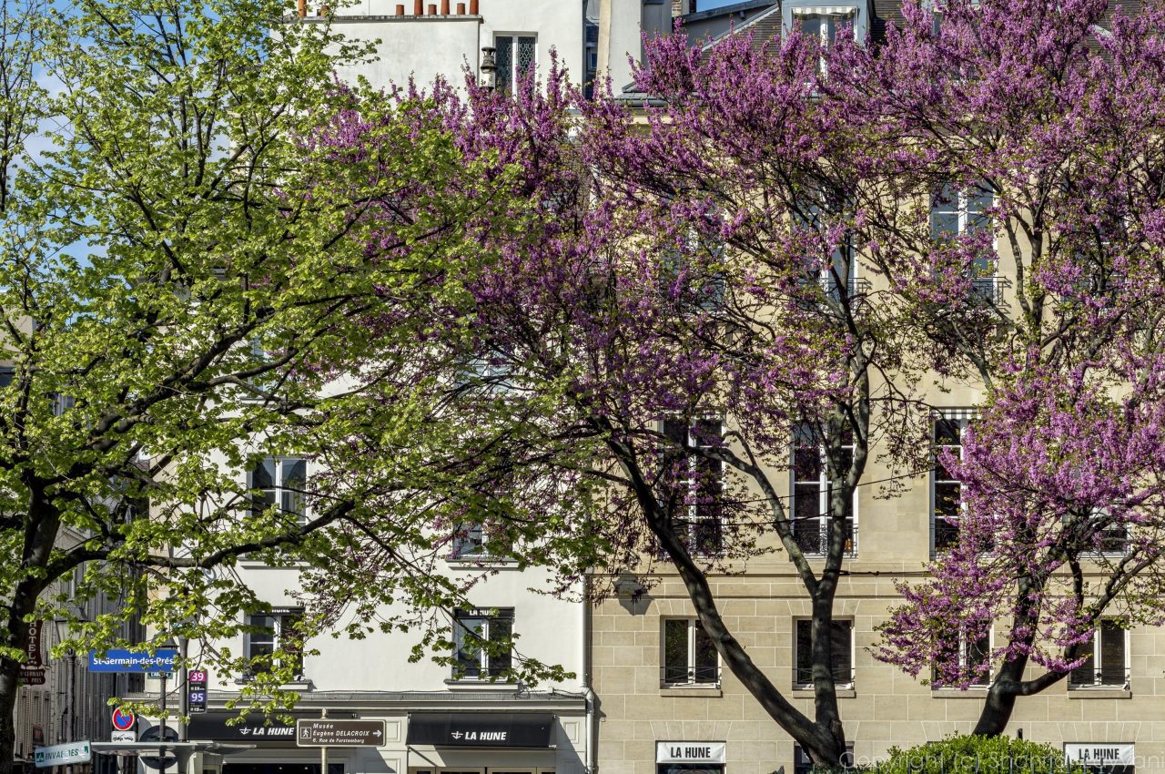 Place Saint Sulpice, Paris || f/9 || 1/100 s || ISO100 || 50 mm || Nikon D7200 || 2021 || Shahriar ZAYYANI